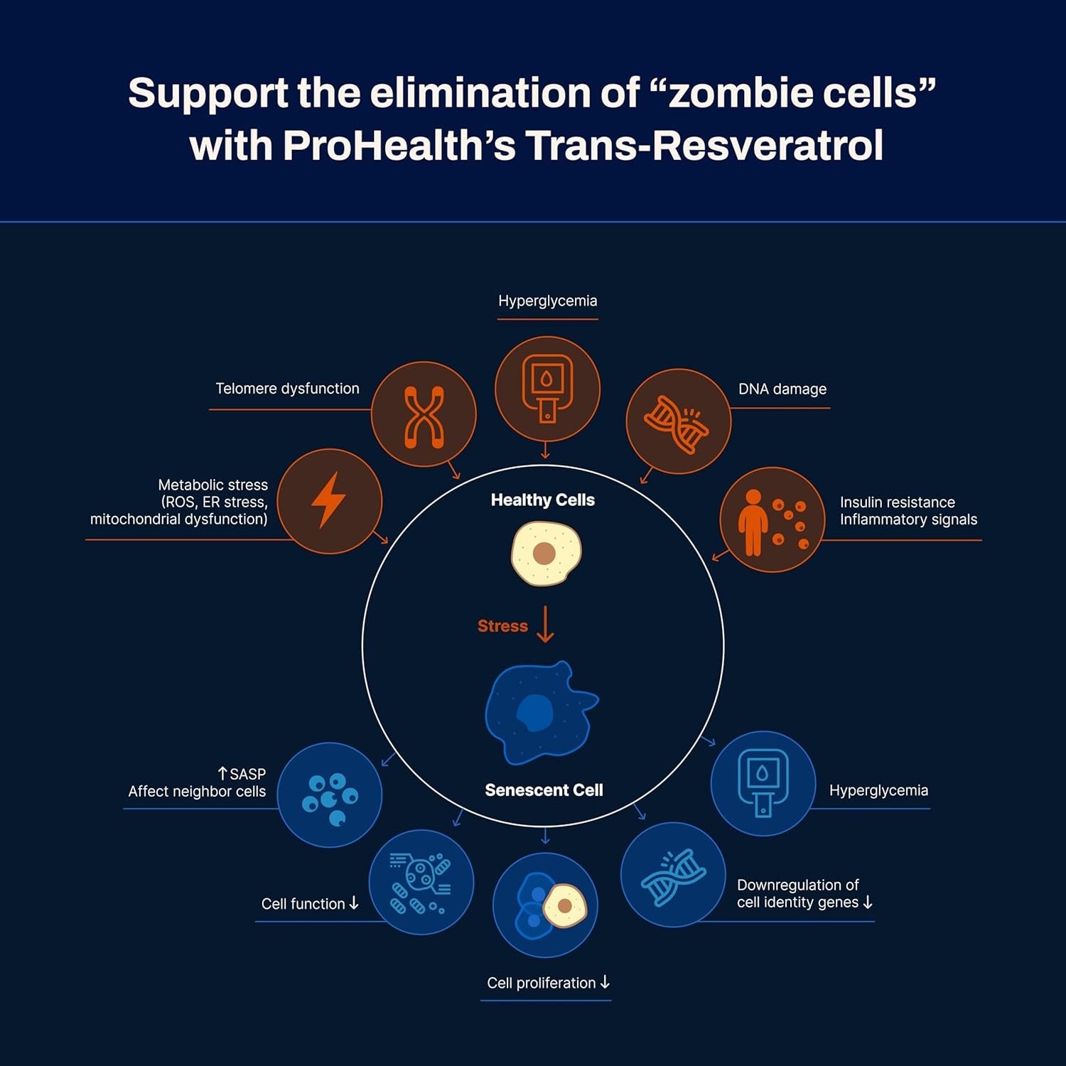 ProHealthTrans-Resveratrol Plus - 1000 mg per serving, 60 capsules